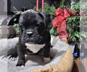 French Bulloxer Puppy for sale in CANAJOHARIE, NY, USA