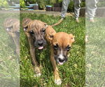 Small #2 Boxer Mix