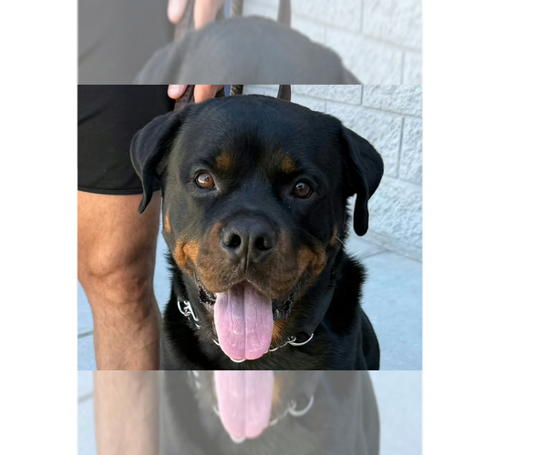 Medium Photo #9 Rottweiler Puppy For Sale in Gilbert, AZ, USA