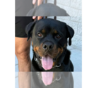Small #8 Rottweiler