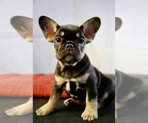 French Bulldog Puppy for sale in BROOKLYN, NY, USA
