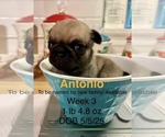 Puppy Antonio Pug