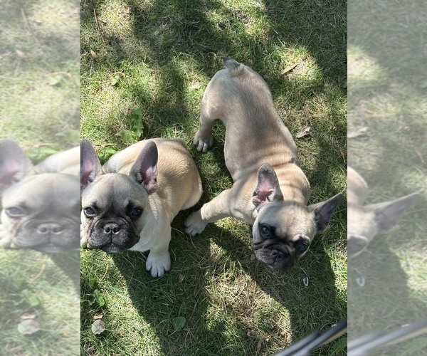 Medium Photo #1 French Bulldog Puppy For Sale in AFTON, WY, USA