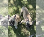 Small French Bulldog