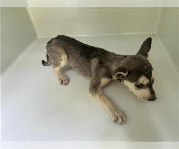 Medium Photo #1 Siberian Husky-Unknown Mix Puppy For Sale in Houston, TX, USA