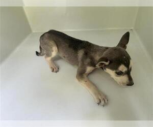 Siberian Husky-Unknown Mix Dogs for adoption in Houston, TX, USA