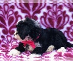 Small Photo #5 Miniature Bernedoodle Puppy For Sale in CLAY, PA, USA