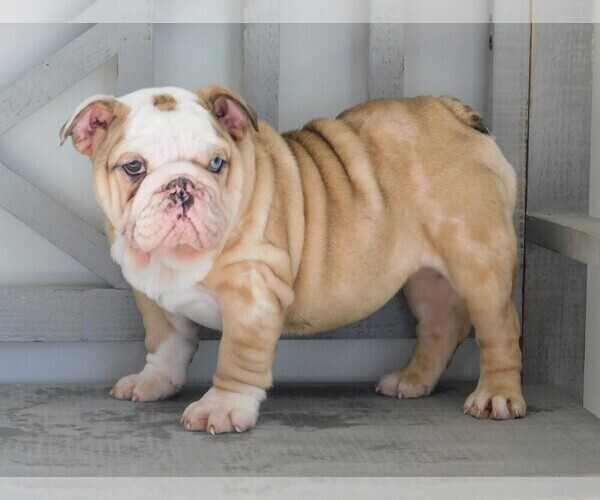 Medium Photo #5 Bulldog Puppy For Sale in CARSON CITY, MI, USA