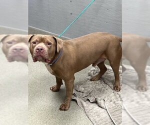 Mutt Dogs for adoption in Las Vegas, NV, USA