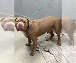 MANCHO - Male Mutt Dog for Adoption - Small photo