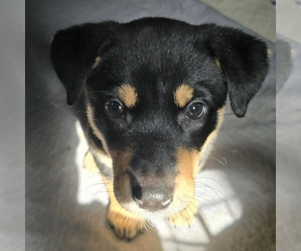 Medium Photo #2 German Shepherd Dog-Unknown Mix Puppy For Sale in Minneapolis, MN, USA