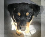 Small #1 German Shepherd Dog Mix
