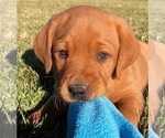 Small Photo #4 Labrador Retriever Puppy For Sale in HOOPER, UT, USA
