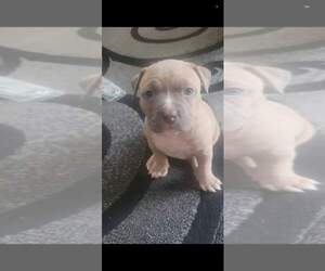 American Bully Puppy for sale in INDIANAPOLIS, IN, USA