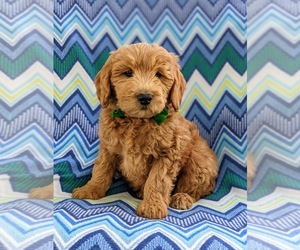 Goldendoodle (Miniature) Puppy for sale in KIRKWOOD, PA, USA
