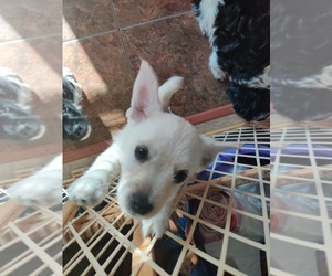 Wapoo Puppy for sale in GREENSBORO, NC, USA