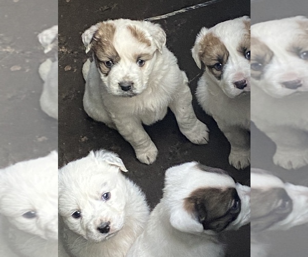 Medium Photo #1 Great Pyrenees Puppy For Sale in WOODLAND, WA, USA