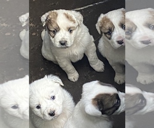 Great Pyrenees Puppy for sale in WOODLAND, WA, USA