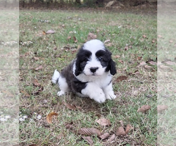 Medium Photo #25 Aussiedoodle Puppy For Sale in WILLS POINT, TX, USA