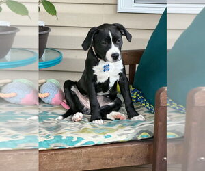 Boxer-Unknown Mix Dogs for adoption in Springdale, PA, USA