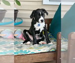 Small Boxer Mix