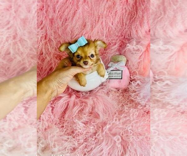 Medium Photo #6 Chihuahua Puppy For Sale in NAPLES, FL, USA