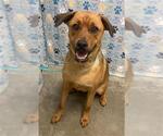 Small Labrador Retriever Mix