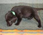 Small #1 Labrador Retriever