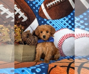 Poovanese Puppy for sale in KIRKWOOD, PA, USA