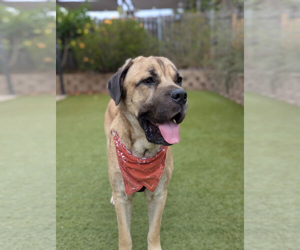 Medium Photo #5 Mastiff Puppy For Sale in Goodyear, AZ, USA