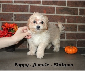 ShihPoo Puppy for sale in CLARKRANGE, TN, USA