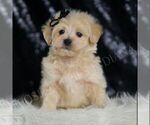 Small #4 Maltipoo (Miniature)