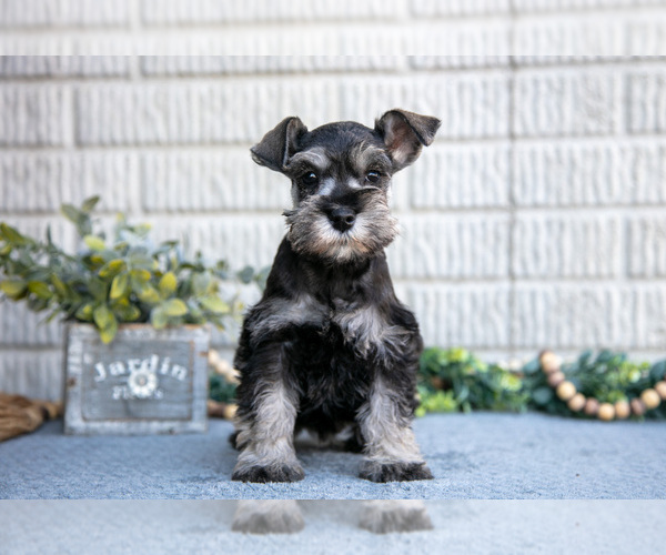 Medium Photo #3 Schnauzer (Miniature) Puppy For Sale in BALTIC, OH, USA