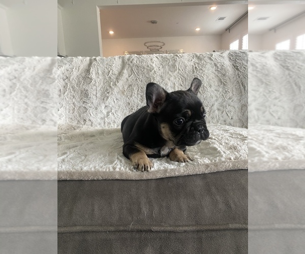 Medium Photo #11 French Bulldog Puppy For Sale in SAN DIEGO, CA, USA