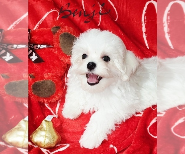 Medium Photo #3 Maltese Puppy For Sale in BRANDON, MS, USA
