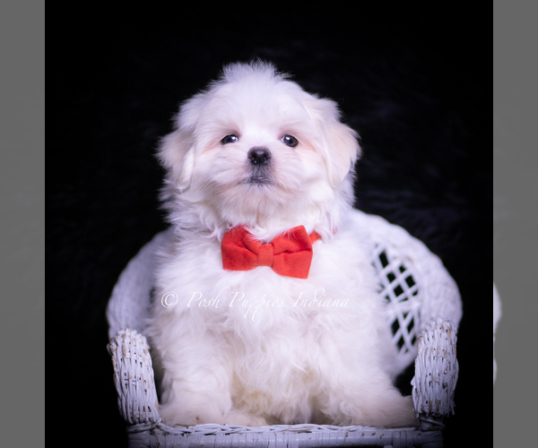 Medium Photo #5 Maltese Puppy For Sale in WARSAW, IN, USA