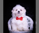 Small #4 Maltese