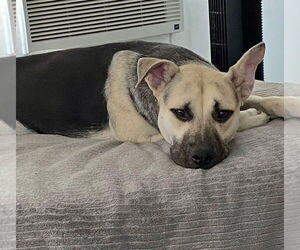 Piper - Female Labrador Retriever-Unknown Mix Dog for Adoption - Photo #5