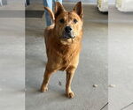 Small #1 Chow Chow Mix