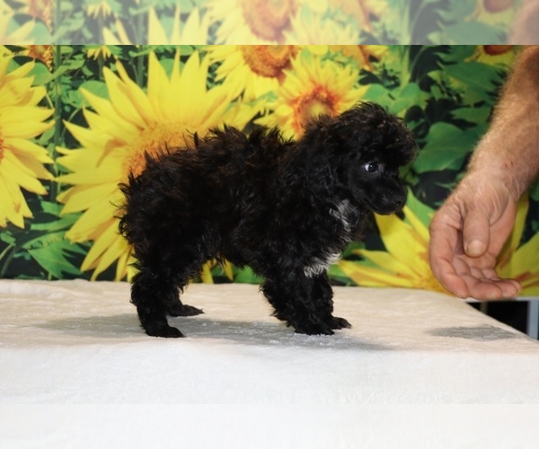 Medium Photo #39 Poodle (Toy) Puppy For Sale in DYERSBURG, TN, USA