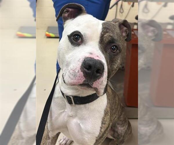 Medium Photo #1 Mutt Puppy For Sale in Center Township, PA, USA