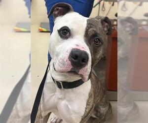Mutt Dogs for adoption in Center Township, PA, USA