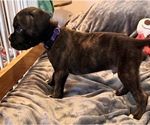 Small #2 Boxer