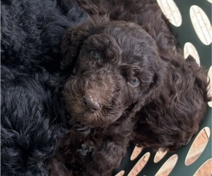 Poodle (Standard) Puppy for sale in STONEVILLE, NC, USA