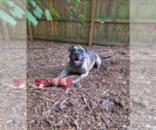 Medium Photo #7 American Pit Bull Terrier-Bulldog Mix Puppy For Sale in Raleigh, NC, USA