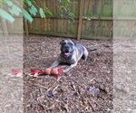 Small #6 American Pit Bull Terrier-Bulldog Mix
