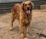 Small Photo #1 Golden Retriever Puppy For Sale in MCCOMB, MS, USA