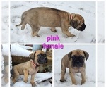 Small Photo #3 Bullmastiff Puppy For Sale in GRAND DETOUR, IL, USA