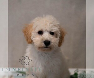 Poochon Puppy for sale in MIFFLINBURG, PA, USA