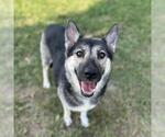 Small German Shepherd Dog Mix